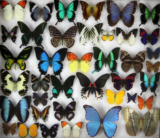 Entomological Interest: Four oak framed and mounted displays of butterfly specimens, collected 1980s onwards, largest frame 51 x 61cm.